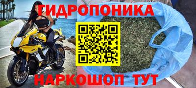 сатива Славгород